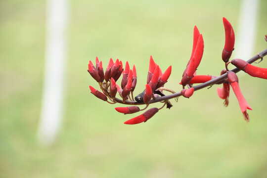 龙牙花