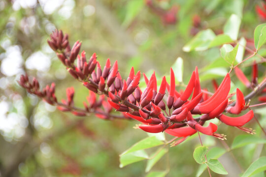 龙牙花高清特写