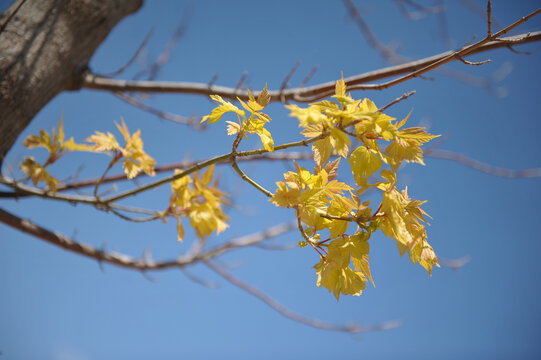 初春的新芽