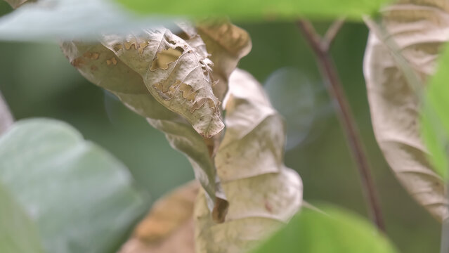 虫咬过的枯叶