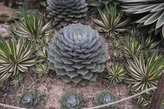 仙湖植物园沙漠植物区