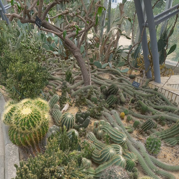 仙湖植物园沙漠植物区