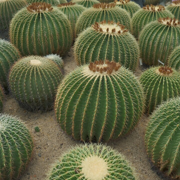 仙湖植物园沙漠植物区