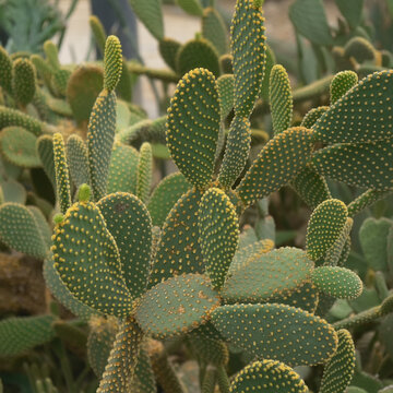 仙湖植物园沙漠植物区