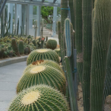 仙湖植物园沙漠植物区