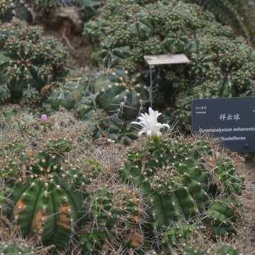 仙湖植物园沙漠植物区