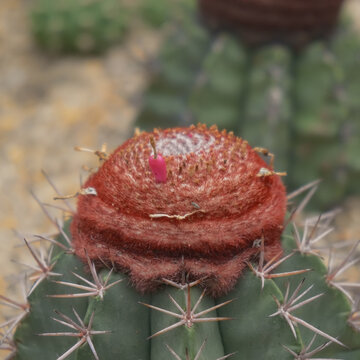 仙湖植物园沙漠植物区