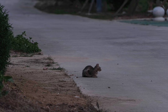 傍晚蹲在路边的小狸花猫