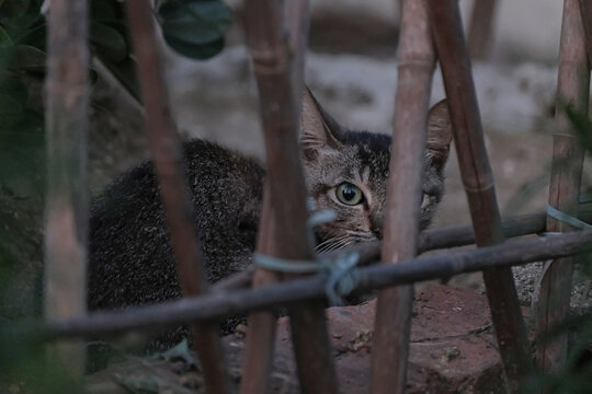 傍晚蹲在篱笆后的小狸花猫