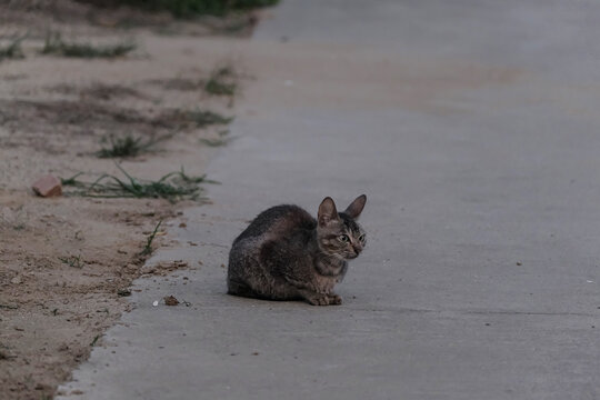 傍晚蹲在路边的小狸花猫