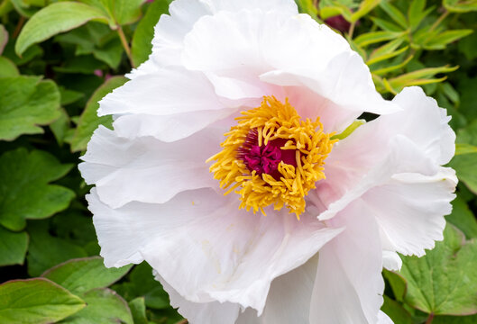 白色芙蓉花