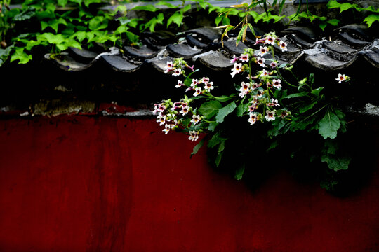 红墙灰瓦上盛开的野花