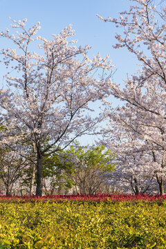 顾村公园樱花林