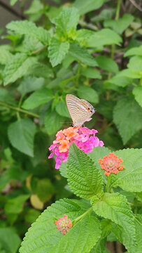 薄荷花