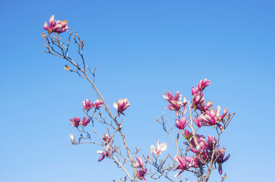 花枝紫玉兰