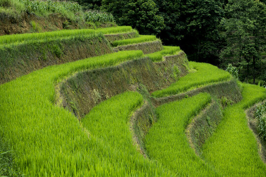 元阳梯田