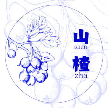 山楂線稿