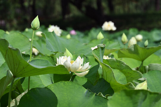 白色荷花