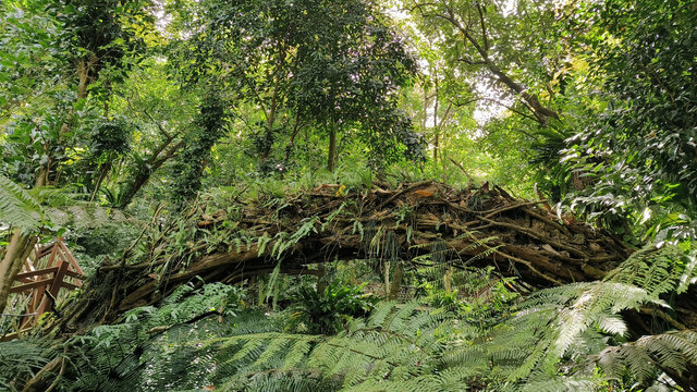 深圳仙湖植物园