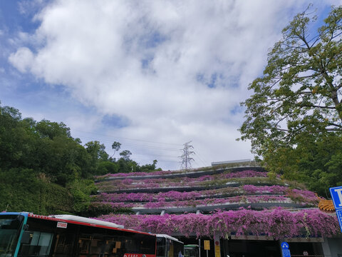 深圳仙湖植物园停车场三角梅