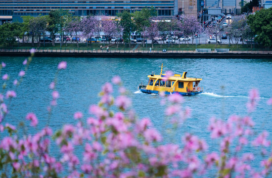 广西柳州紫荆花水上公交船
