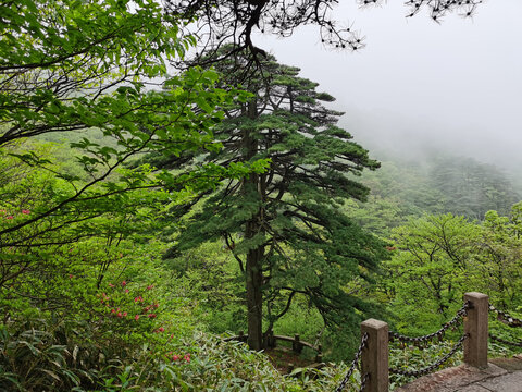 黄山团结松