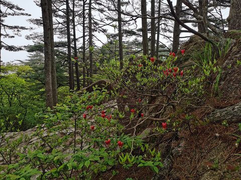 黄山杜鹃花