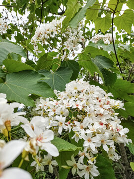 油桐花