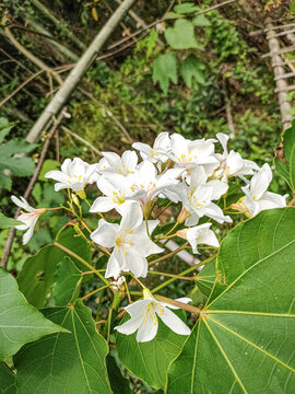 油桐花