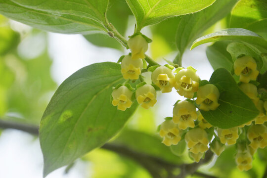 柿树开花