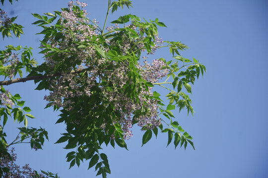 仰拍楝树花枝