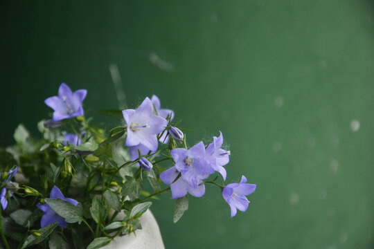 蓝紫色小花