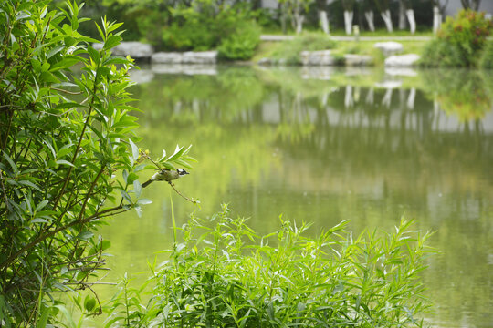 湖边枝头小鸟