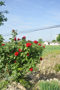 农家月季花树