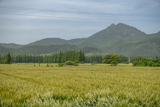 麦田