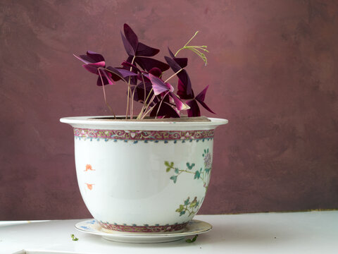 陶瓷花盆与紫叶酢浆草