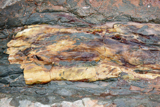河北宣化树化石