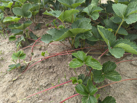 田间种植草莓