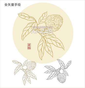 荔枝手绘荔枝插画荔枝线描