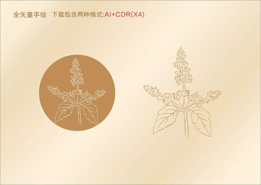 廣藿香手繪廣藿香插圖