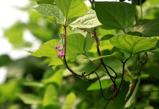 芸豆苗