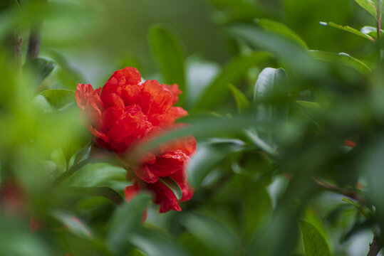 石榴花图片