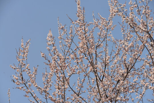 花枝