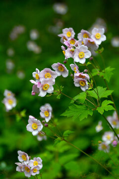 野棉花