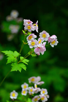 野棉花