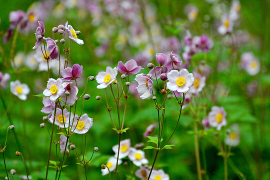 野棉花