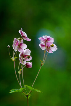 野棉花