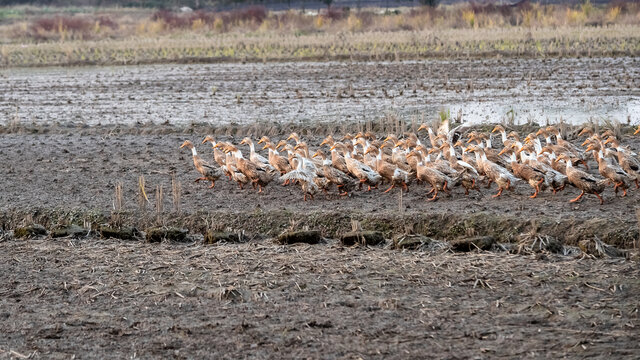 水稻田中一群放养的鸭子
