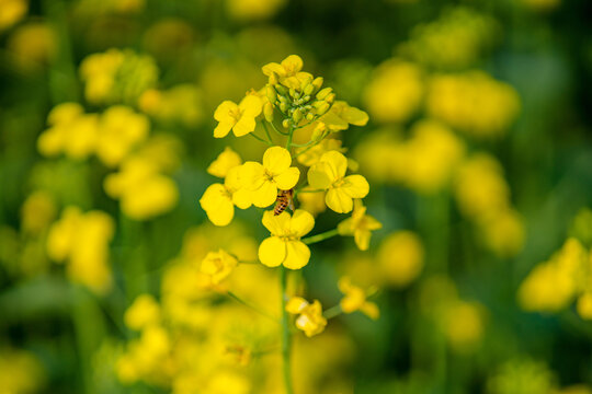 蜜蜂与油菜花