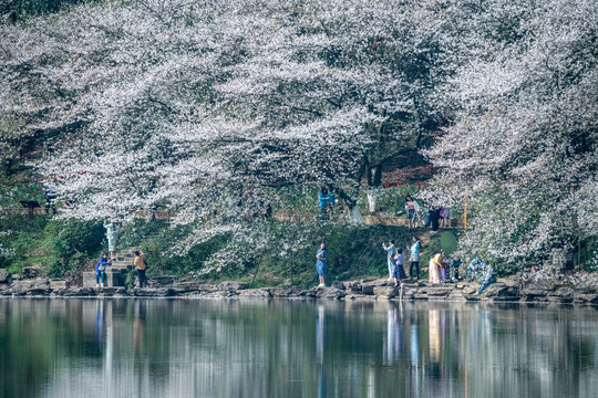 湖南省植物园樱花湖